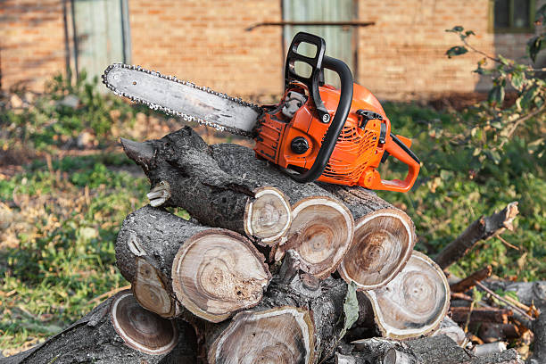 Emergency Storm Tree Removal in Melvindale, MI